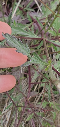 Image of Verbena menthifolia by (c) Millie Basden, some rights reserved (CC BY)