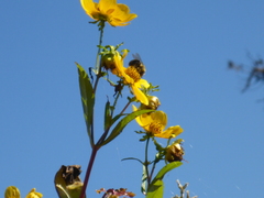 Bombus impatiens image