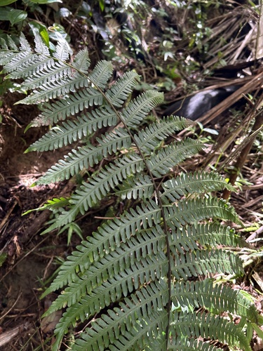 Amauropelta germaniana