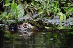 Melanosuchus niger