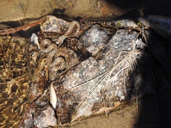 Thamnophis unilabialis