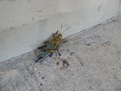 Taeniopoda tamaulipensis