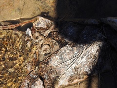 Thamnophis unilabialis