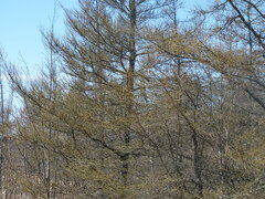 Larix laricina image