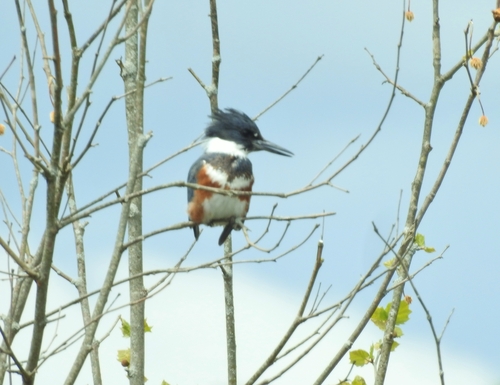 Belted Kingfisher photographed in Ohio