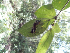 Ramosiana insignis