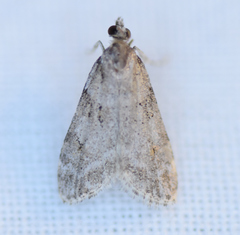 Scoparia basalis