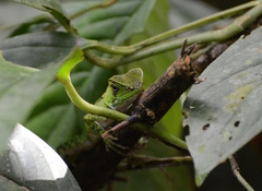 Enyalioides laticeps