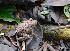 Oreobates quixensis