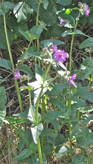 Mirabilis melanotricha