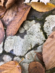 Rhizocarpon hochstetteri