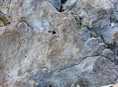 Favosites