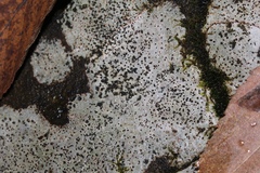 Rhizocarpon hochstetteri