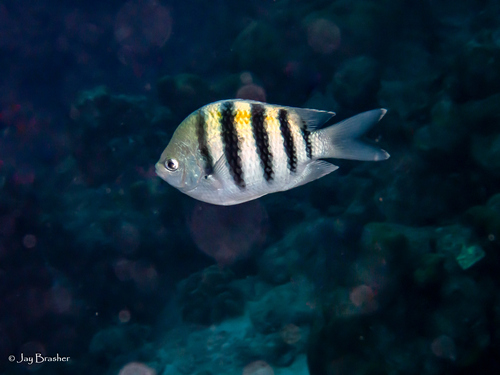 Atlantic Sergeant Major