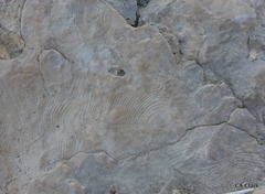 Favosites
