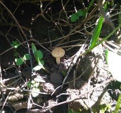 Agaricales