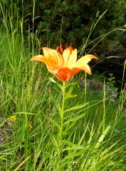 Lilium bulbiferum