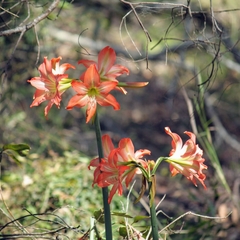Hippeastrum