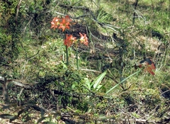 Hippeastrum