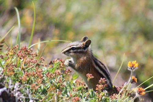 Yellow-pine Chipmunk
