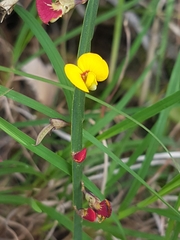 Bossiaea scolopendria
