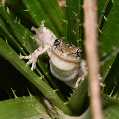 Scinax granulatus