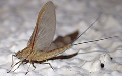 Callibaetis fluctuans