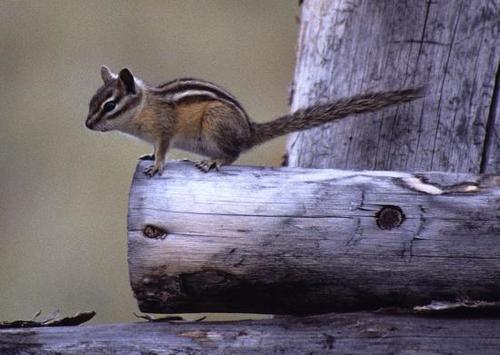 Yellow-pine Chipmunk