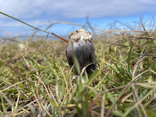iNaturalist observation photo of Star-capped Coprinus