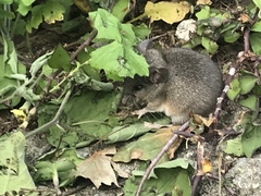 Peromyscus labecula