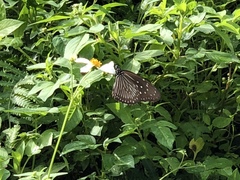 Euploea mulciber barsine