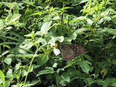 Euploea mulciber barsine