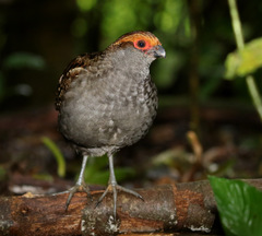 Odontophorus capueira