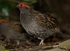 Odontophorus capueira