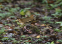 Chamaeza campanisona