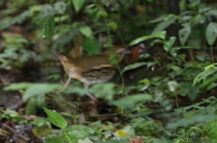 Chamaeza campanisona