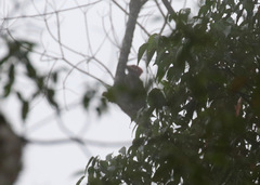 Campephilus robustus