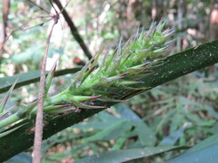 Quesnelia augustocoburgi, photograph Victor Farjalla Pontes, CC BY, iNaturalist via GBIF