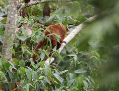 Alouatta guariba