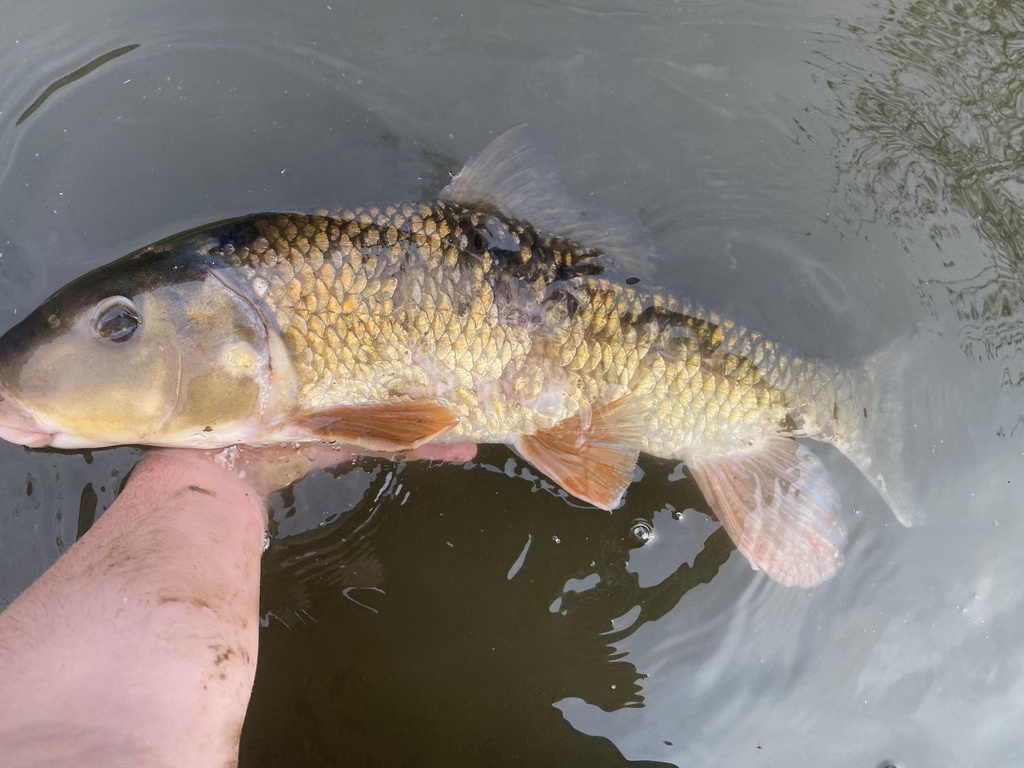 Silver redhorse (Moxostoma anisurum) — Catostomidae