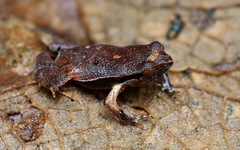 Physalaemus lateristriga