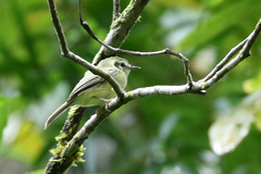 Pogonotriccus paulista