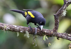 Cacicus chrysopterus