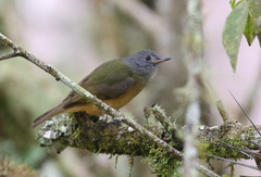 Mionectes rufiventris