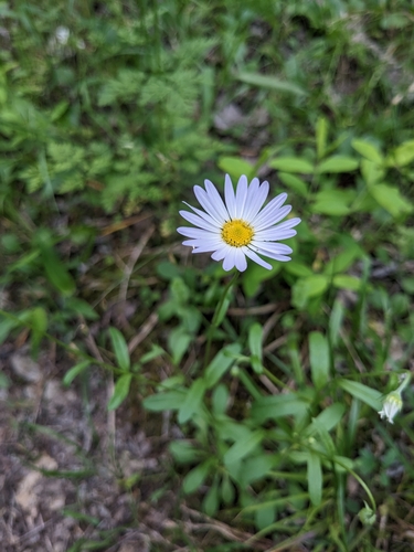 Image of Astranthium integrifolium by (c) Alaina Krakowiak, some rights reserved (CC BY)