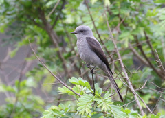 Muscipipra vetula