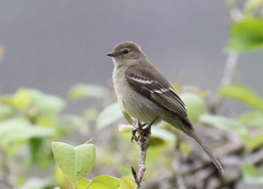 Elaenia sordida
