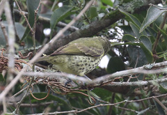 Oxyruncus cristatus