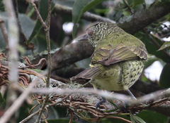 Oxyruncus cristatus