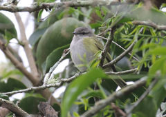 Phyllomyias griseocapilla